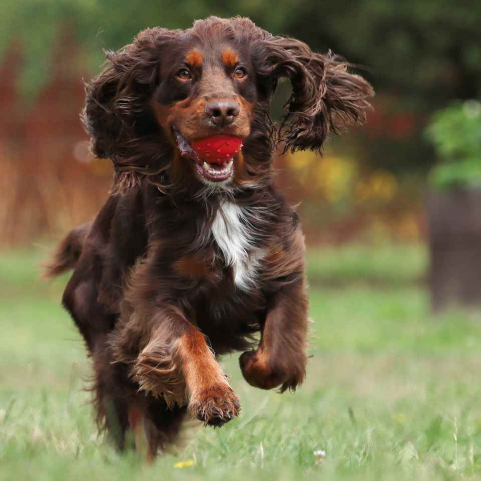 Footsteps Pet Photography Session Essex