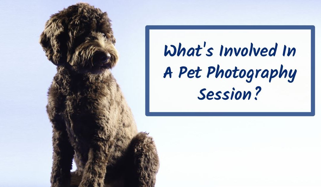 What’s Involved In A Pet Photography Session?
